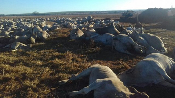 Imagem mostra o gado morto. Eles foram enterrados na própria fazenda (Foto: Rural News MS) /  